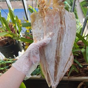 Mực Khô size 6-8 con/kg, Mực Câu Quảng Ninh Cao Cấp