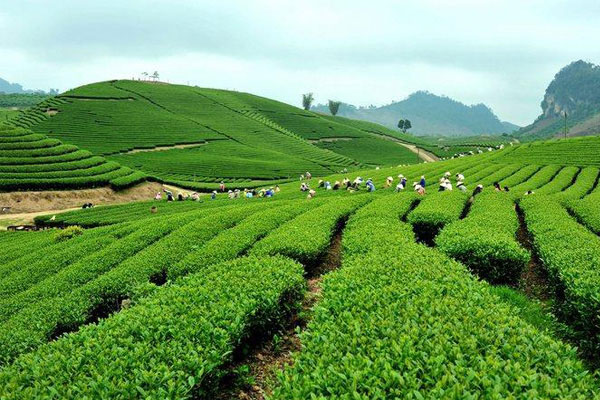 Chè Thái Nguyên không chỉ là một đồ uống thơm ngon, bổ dưỡng mà còn là một liều thuốc tinh thần cho người sử dụng. Chè Thái Nguyên không chỉ là một đồ uống thơm ngon, bổ dưỡng mà còn là một liều thuốc tinh thần cho người sử dụng.