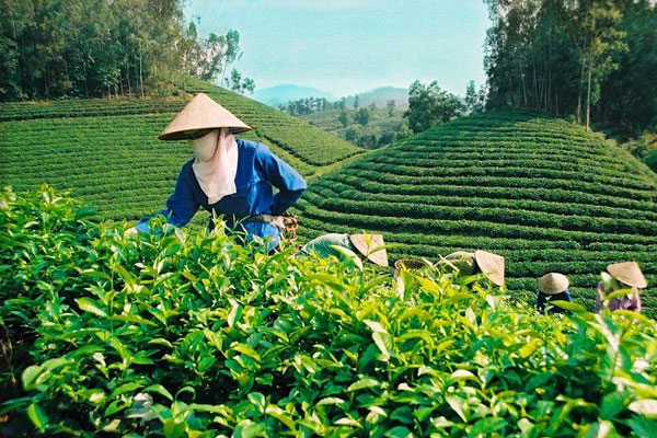 Chè Thái Nguyên hiện đang là một trong những đặc sản nổi tiếng của tỉnh thành này.
