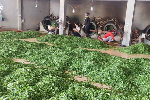 Cơ sở sản xuất chè Lan Hiệp
