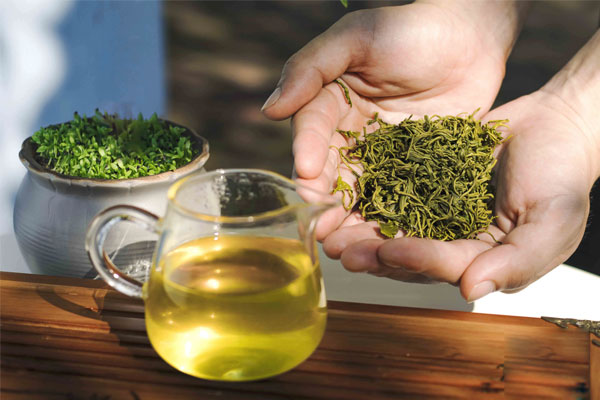Nên lựa chọn mua trà có màu sắc tự nhiên, cá búp trà không bị vỡ nát.