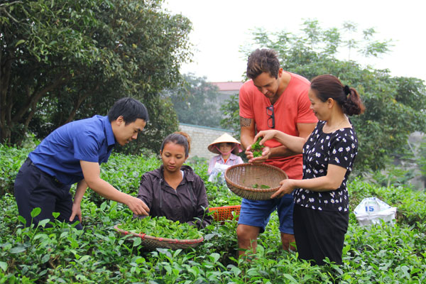 Chè là dòng sản phẩm nổi tiếng của tỉnh Thái Nguyên được nhiều người ưa chuộng.