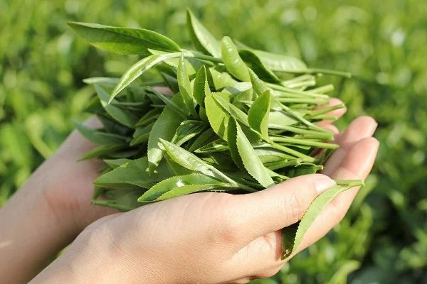 Chè Búp hay còn được biết đến với cái tên trà búp nõn là một loại trà đặc biệt nổi tiếng. Chè Búp hay còn được biết đến với cái tên trà búp nõn là một loại trà đặc biệt nổi tiếng.