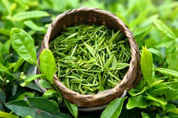 Chè Đinh là sản phẩm chè đắt tiền hàng đầu tại Việt Nam với giá trị đẳng cấp vượt trội. Chè Đinh là sản phẩm chè đắt tiền hàng đầu tại Việt Nam với giá trị đẳng cấp vượt trội.