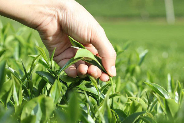 Trà Nõn Tôm sau khi chế biến sở hữu ngoại hình xoăn, nhỏ, đều tăm tắp và có một hương thơm ngào ngạt
