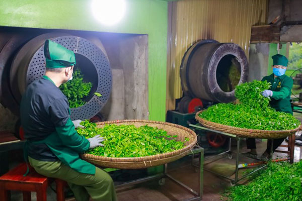 Quy trình chế biến chè Nõn Tôm phản ánh tâm huyết, sự tỉ mỉ và kinh nghiệm của những người làm trà.