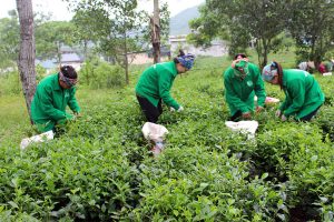 Tại vùng Trung Du, cây chè truyền thống đã tồn tại từ lâu và được trồng bằng hạt.