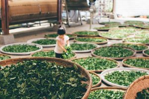 Làm héo trà là bước quan trong trong quy trình sản xuất trà Tân Cương.