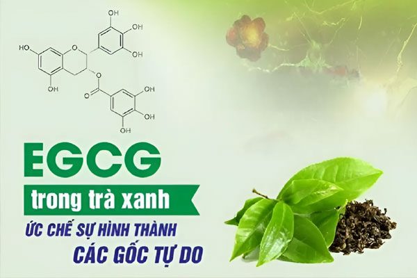 Vitamin là những hợp chất hữu cơ thiết yếu, đóng vai trò cốt yếu trong quá trình trao đổi chất.