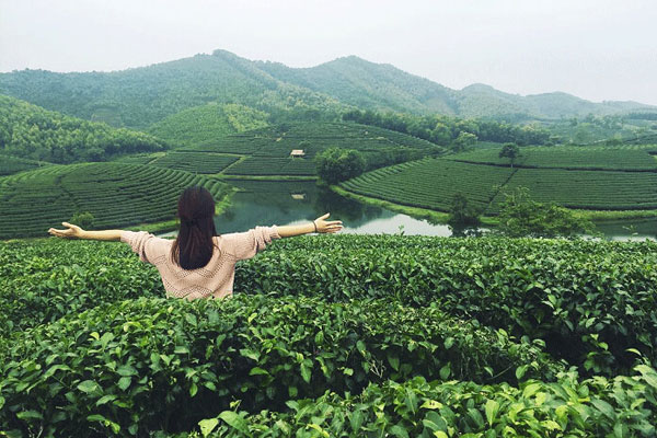 Thổ nhưỡng là yếu tố quan trọng để cây chè phát triển tốt.
