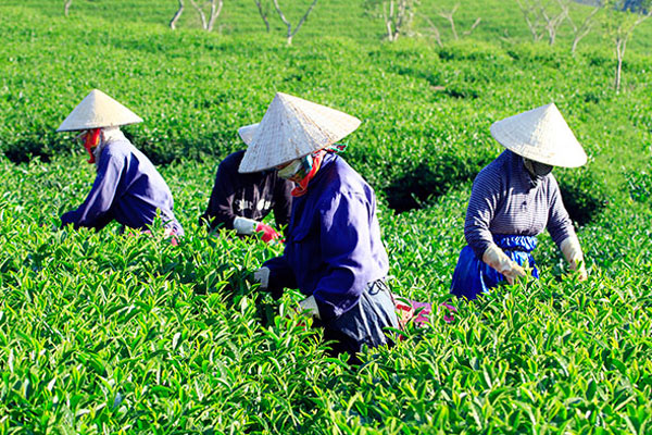 Kinh nghiệm trồng và chăm sóc chè là điều mà người dân vô cùng am hiểu.