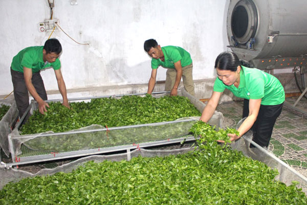 Bí quyết chế biến chè là yếu tố khiến chè mang đậm hương vị thơm ngon.
