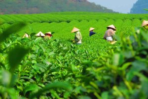 Chè Thái Nguyên là một loại trà xanh nổi tiếng với những đặc điểm độc đáo và hương vị khó quên. 