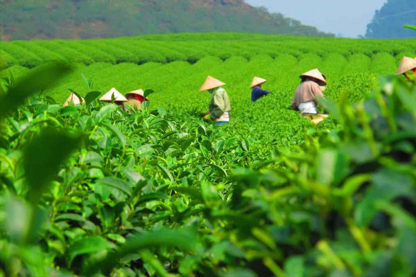Chè Thái Nguyên là một loại trà xanh nổi tiếng với những đặc điểm độc đáo và hương vị khó quên. 